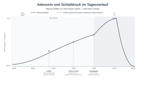Grafik zeigt den Adenosinspiegel über den Tag. Koffein blockiert Rezeptoren, aber Adenosin steigt weiter. Die Wirkung von Koffein hält nur kurz an, bevor der "Koffein-Crash" eintritt.