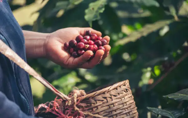Eine Hand hält frisch gepflückte, rote Kaffeekirschen. Daneben steht ein geflochtener Korb, bereit für die Kaffee Ernte.