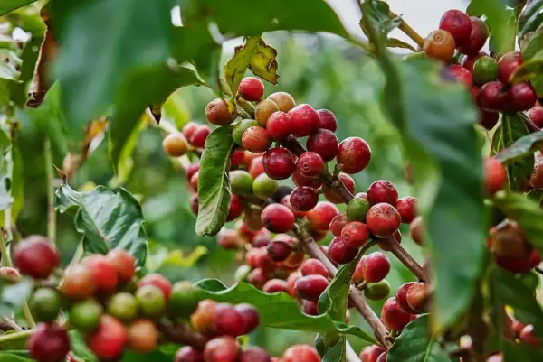 Kaffeekirschen reifen an einem Strauch. Hier beginnt die Reise, woher kommt Kaffee.