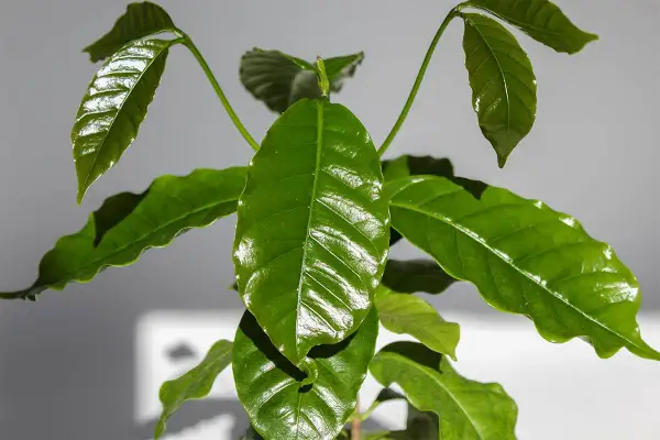 Junge planta de cafe mit glänzenden, grünen Blättern. Ein neuer Trieb wächst in der Mitte.