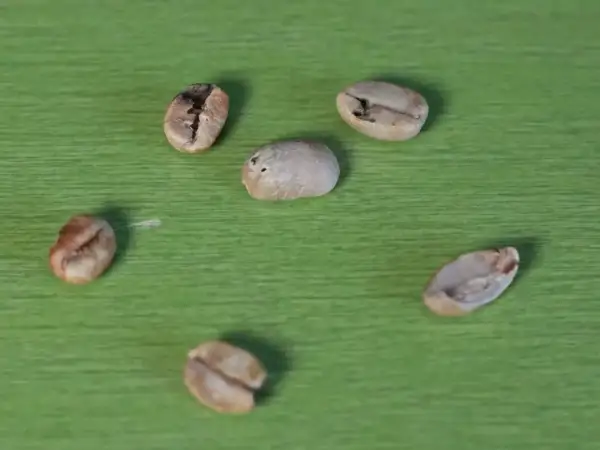 Sechs Kaffeebohnen liegen auf grünem Untergrund. Ein kleiner **Ausschuss bei Kaffeebohnen** ist erkennbar, da einige Bohnen unregelmäßig geformt sind.